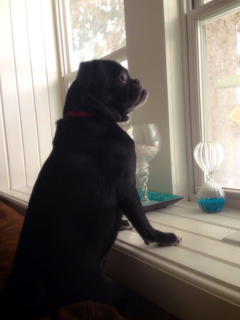 Gracie keeping a lookout for her "daddy" to return.
